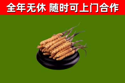 辽源烟酒回收冬虫夏草.jpg