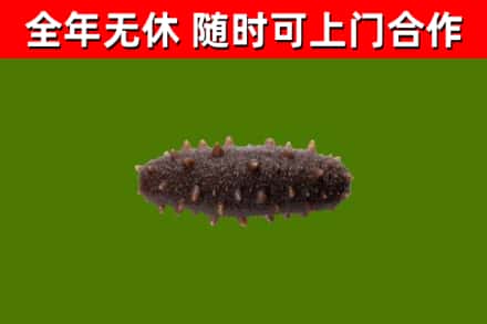 辽源回收海参干